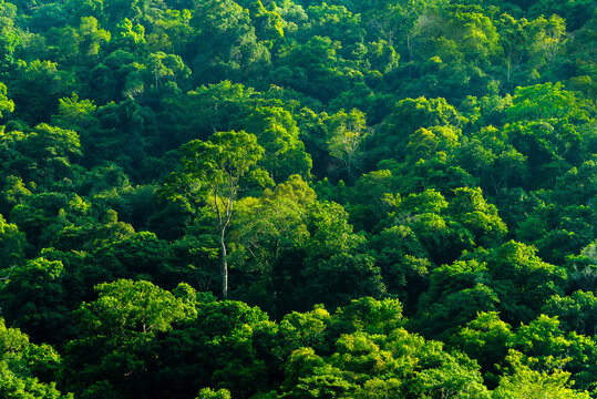 Concept of earth protection day or environmental protection hands to protect the growing forest