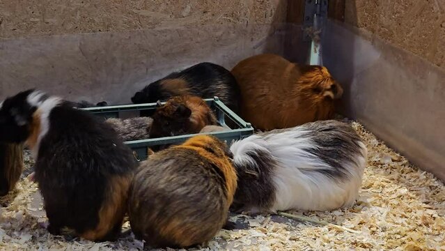 Group of cute Cuy and guinea pigs walking feeding laying in wooden box