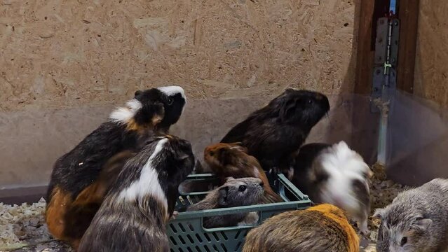 Person Feeds Group of Cuy and Guinea Pigs in Wooden Box