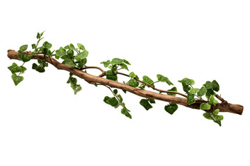 Isolated Transparent Background A Twisting Jungle Branch with Ivy Growth. Generative AI