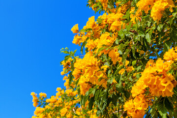 Tecoma stans yellow flowers closeup, yellow trumpetbush, yellow bells, yellow elder, green leaves,...