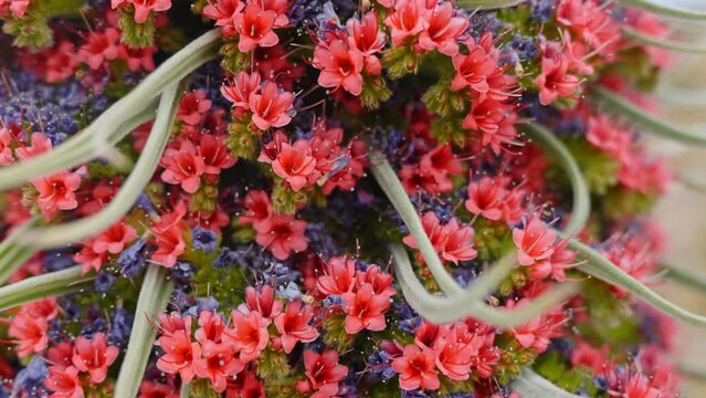 Upward shot, rising close-up of the vibrant Tajinaste Roj, Tenerife