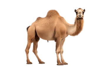 Rolgordijnen Isolated Transparent Background Bactrian Camel. Generative AI © zainab