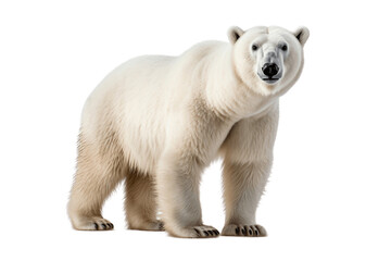 Close-Up of Polar Bear Isolated on Transparent Background. Generative AI