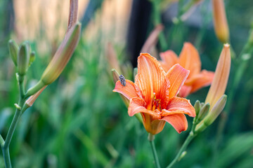Obraz premium Closeup of orange lily blooms in summer