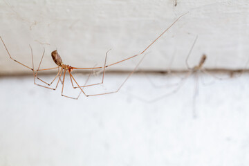 Pholcus phalangioides. Long-legged spiders hanging from their webs.