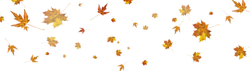 Autumn colorful leafy ornament with yellow-orange maple leaves on a transparent background. Vector