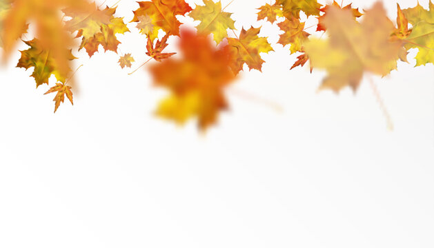 Autumn colorful leafy ornament with yellow-orange maple leaves on a transparent background. Vector