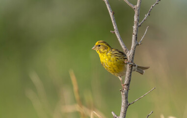 european serin on a branch