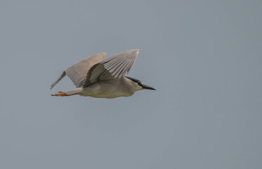 Black-crowned Night Heron in flight over delta ebro river