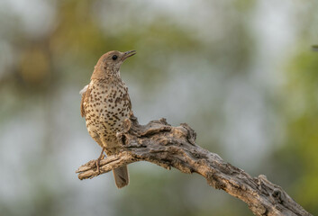 Mistle Thrush singing on the branch

