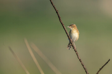 Zitting Cisticola on the branch

