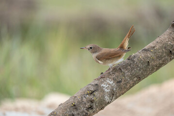 Common Nightingale on the branch


