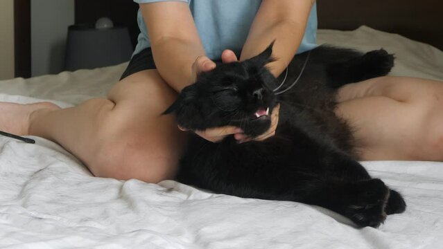 Black Maine Coon cat lying on bed enjoying attention from sitting owner