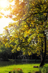 Sunlight Shining Through Autumn Trees