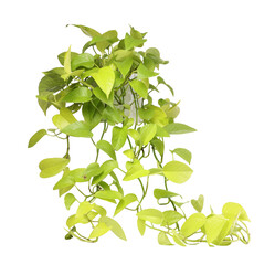 Potted houseplant with damaged leaves on white background