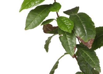 Fototapeta premium Houseplant with damaged leaves on white background, closeup