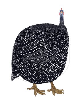 Fat guinea fowl on a white background 