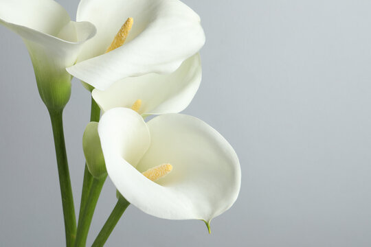 Beautiful calla lily flowers on white background, closeup. Space for text