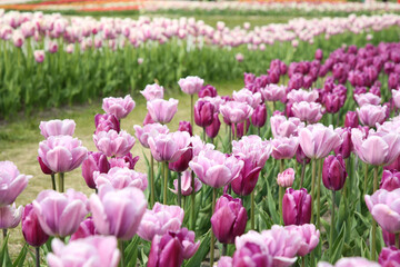 Beautiful colorful tulip flowers growing in field