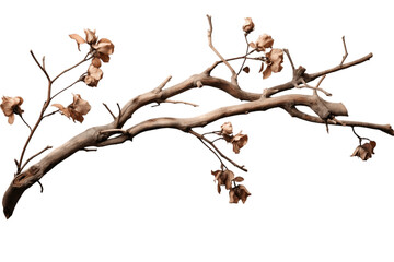 Dry Twisted Jungle Branch with Dead Blossoms Isolated on Transparent Background. Generative AI