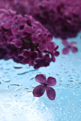 Obraz premium Beautiful wet lilac flowers on light blue glass surface, closeup