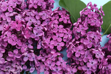 Fototapeta premium Closeup view of beautiful lilac flowers as background