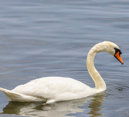 Fototapeta premium Wet Mute Swan - Lake Ontario Canada 004