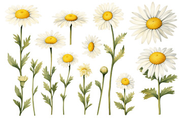 Exquisite Watercolor Daisies in Various Sizes Isolated on a Transparent Background. Generative AI