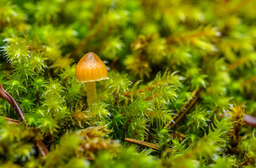 tiny mushroom in the moss