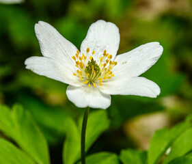 white flower of wood anemone (Anemone nemorosa) also known as windflower, thimbleweed, smell fox