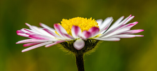flower detail of white pink common daisy, known as lawn, English, or bruisewort (Bellis perennis) © Petr