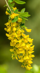 yellow inflorescence of Scotch laburnum (Laburnum alpinum) aka Scottish or alpine laburnum - obrazy, fototapety, plakaty
