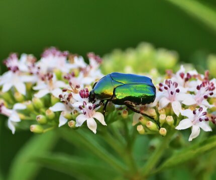Goldgl&auml;nzender Rosenk&auml;fer (Cetonia aurata) in Pacsmag, Ungarn