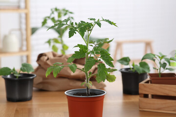 Seedling growing in pot with soil on wooden table indoors