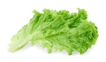 One green lettuce leaf isolated on white. Salad greens