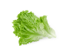 One green lettuce leaf isolated on white. Salad greens