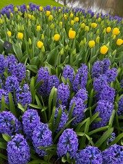 Beautiful blue hyacinth and tulip flowers growing outdoors