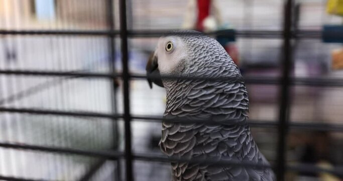 Beautiful gray and white African parrot with yellow eyes in an aviary concept
