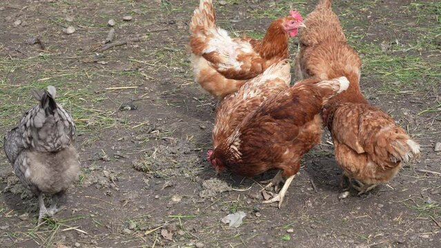 Chickens pecking ground in chicken enclosure