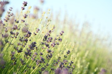 Beautiful blooming lavender growing in field, closeup. Space for text