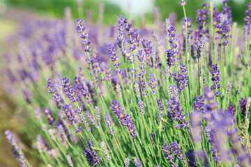 Beautiful blooming lavender growing in field, closeup