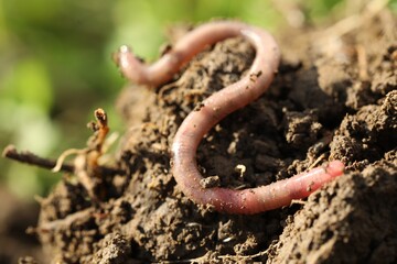 One worm crawling in wet soil on sunny day, closeup