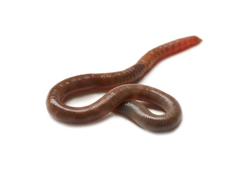 One earthworm isolated on white. Terrestrial invertebrates