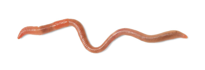 One earthworm isolated on white. Terrestrial invertebrates