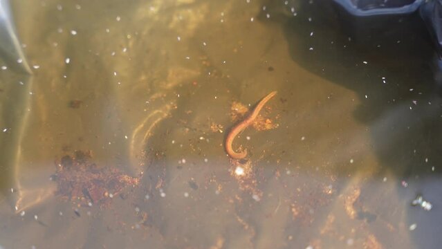 Earthworm wriggling underwater in garden plastic sheet
