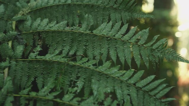 Lush green rainforest, Sunlight falling on fern tree, rack focus macro new zealand water on leaf, symmetry satisfaction iconic