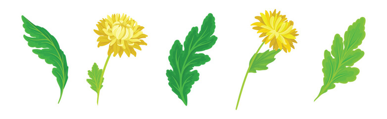 Yellow Chrysanthemums with Green Leaves Vector Set