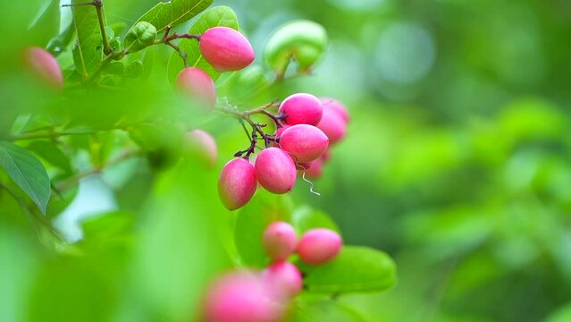 pink Carissa Carandas fruit swaying in the wind 