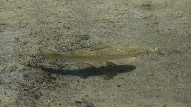 Brown Trout (Salmo trutta) swimming in a stream, Kent, UK. June